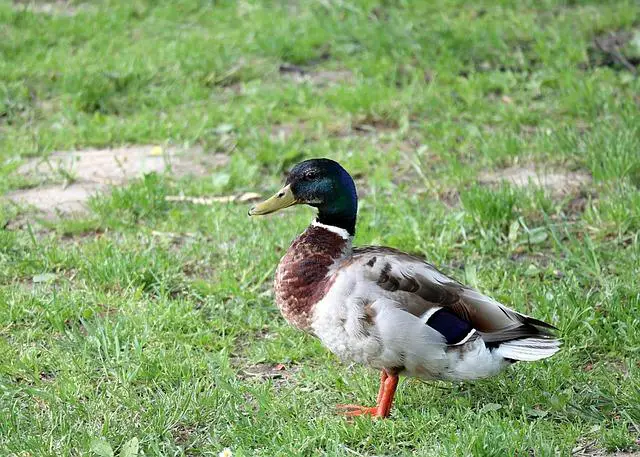 Co pohání vodu do tepelného čerpadla pro výhřev bazénu: Jak to funguje?