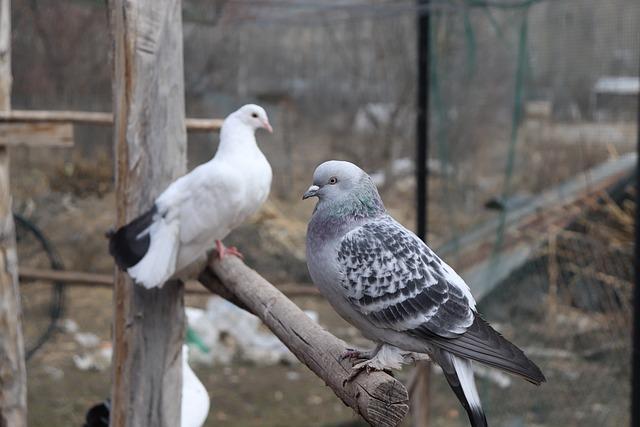 Sušička prádla bez tepelného čerpadla: Výhody a nevýhody